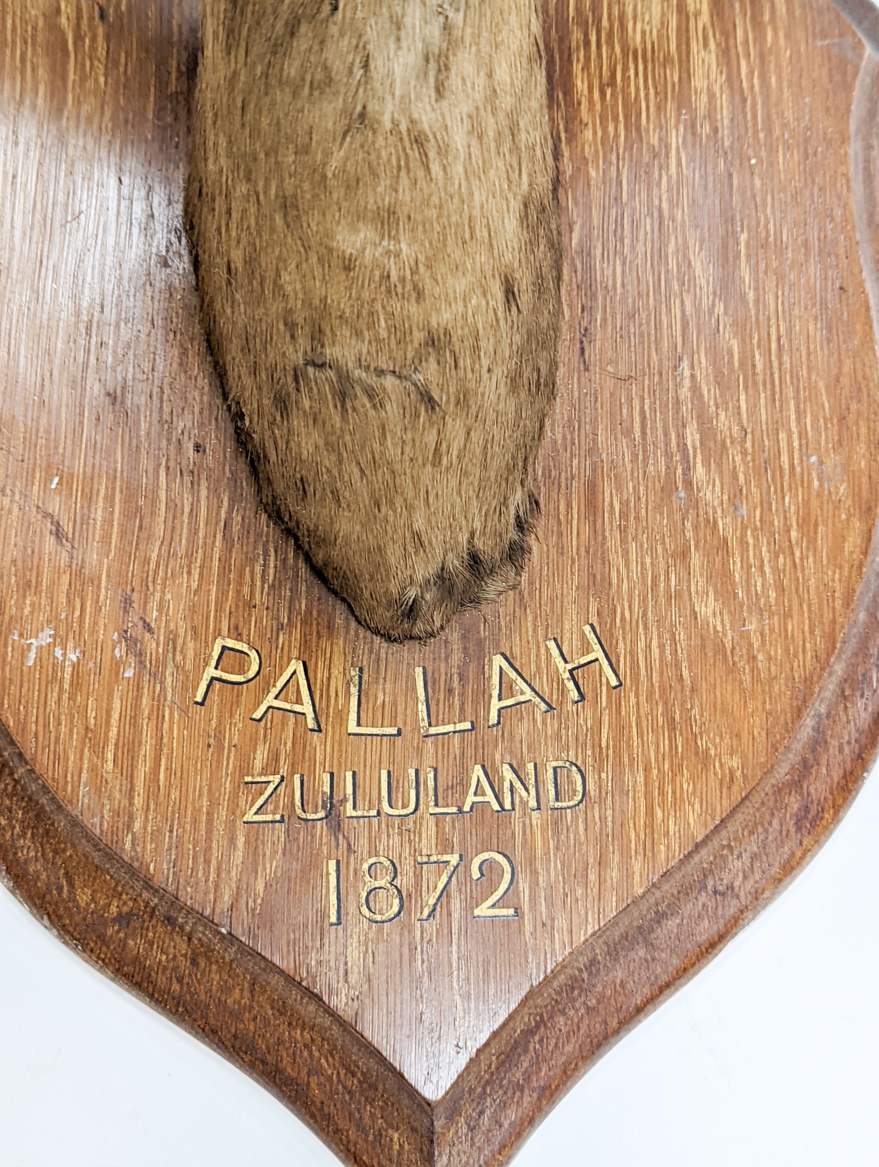 A taxidermy Common Impala (Aepyceros Melampus) c1872, on an oak shield 'Pallah Zululand, 1872' labelled verso Rowland Ward & Company, 87cm high.